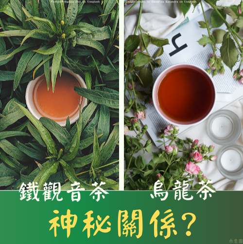 鐵觀音茶與烏龍茶的神祕關係｜鐵觀音茶的介紹｜無可挑Tea